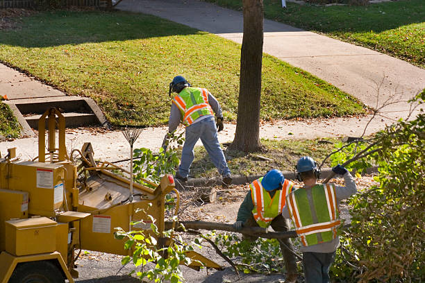 Reliable Eidson Road, TX Tree Services Solutions